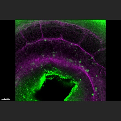 EMBO_Journal