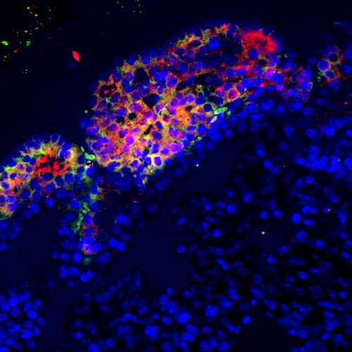 Imatge_Science_Advances